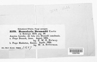 Ramularia desmodii image